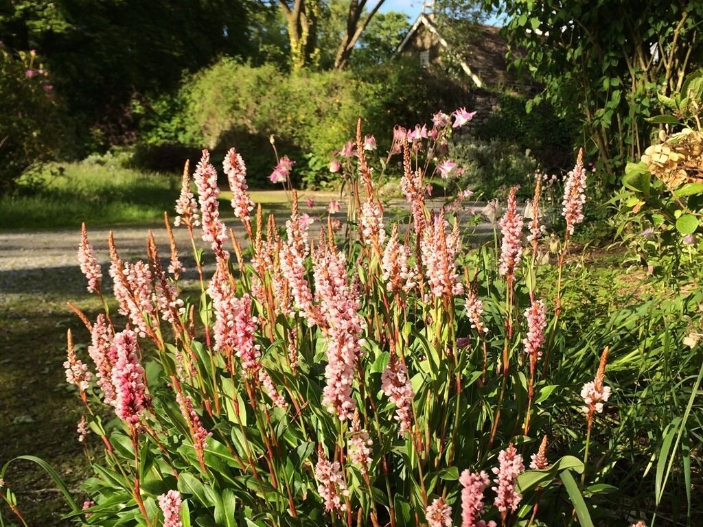 Un jardín con plantas altas y flores rosas.