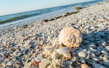 A beach with a variety of seashells and pebbles.