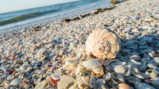 Una playa con diversas conchas marinas y piedrecitas.