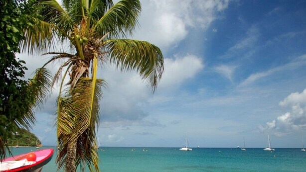 A beach with a palm tree, a boat, and sailboats in the water. - Cocokreyol - Grenadine (Trois-Ilets)