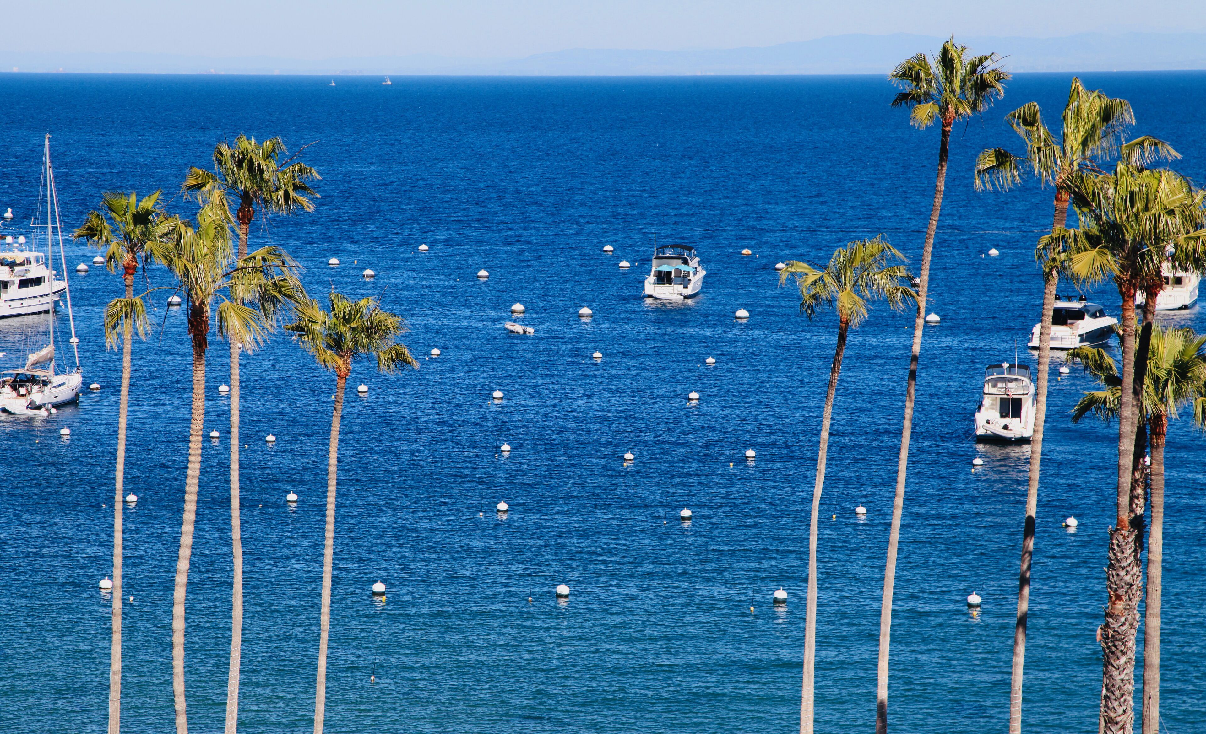 Un puerto deportivo con varias embarcaciones, palmeras y un mar azul y despejado.