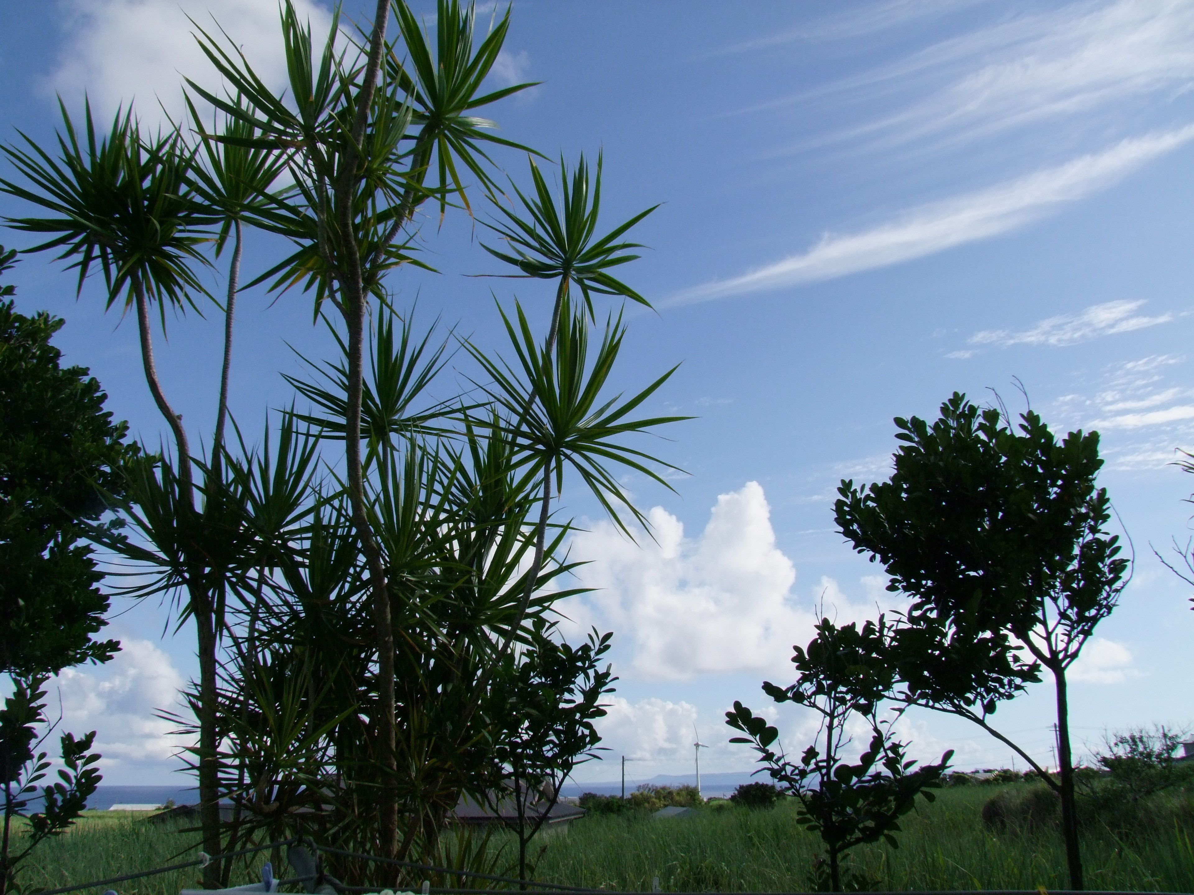A landscape with palm trees and a clear sky.