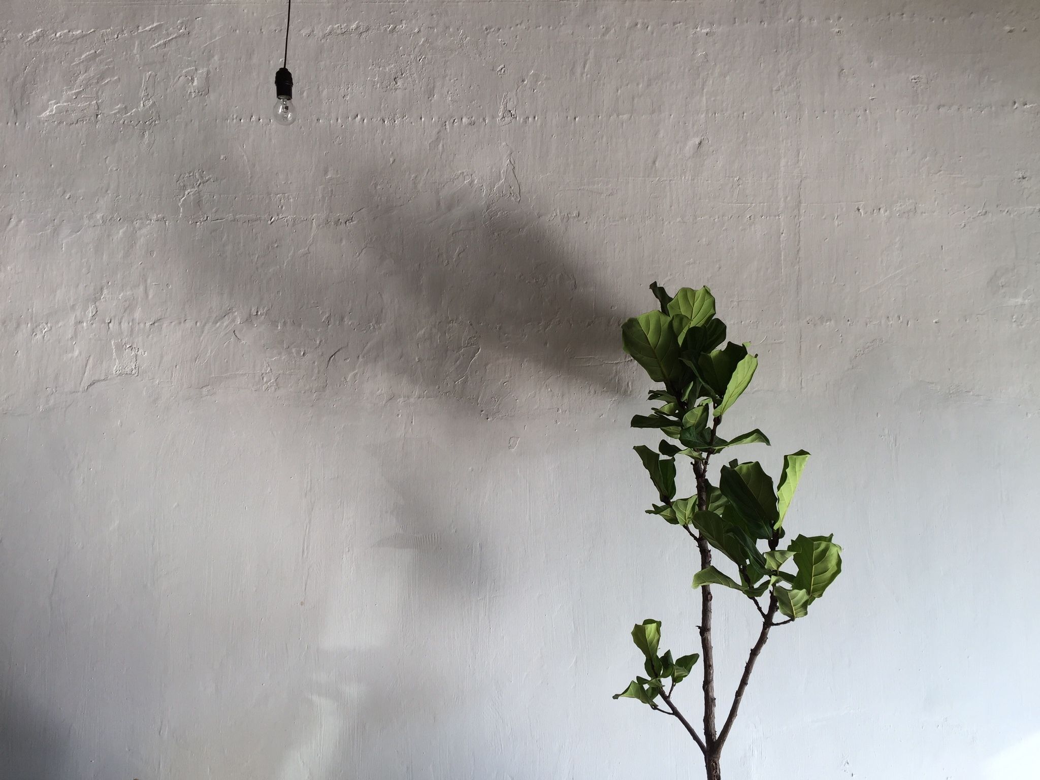 A plant with green leaves against a plain wall.
