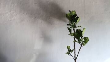 A plant with green leaves against a plain wall.