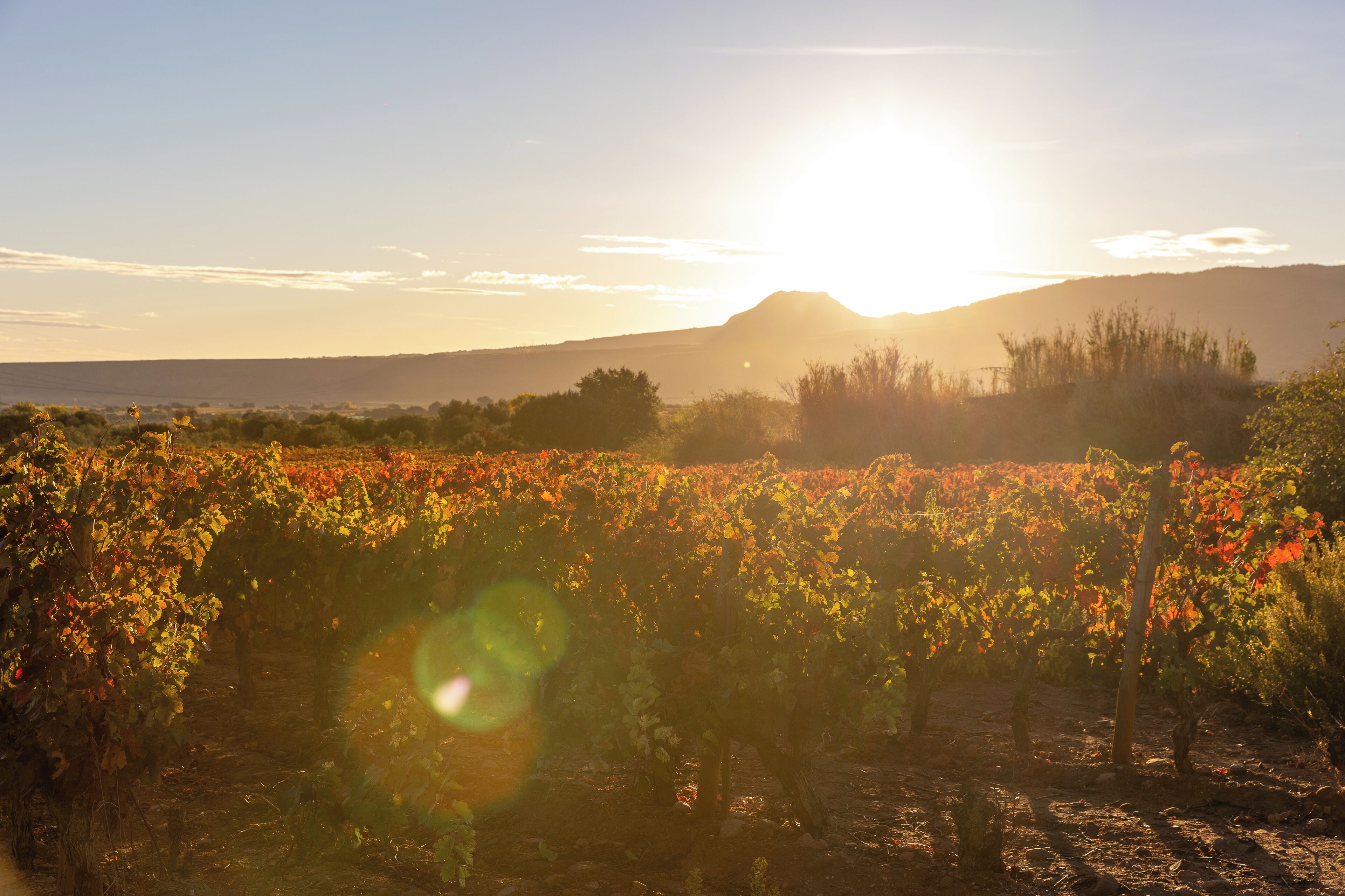A vineyard with rows of grapevines under a clear sky with the sun setting behind a mountain.