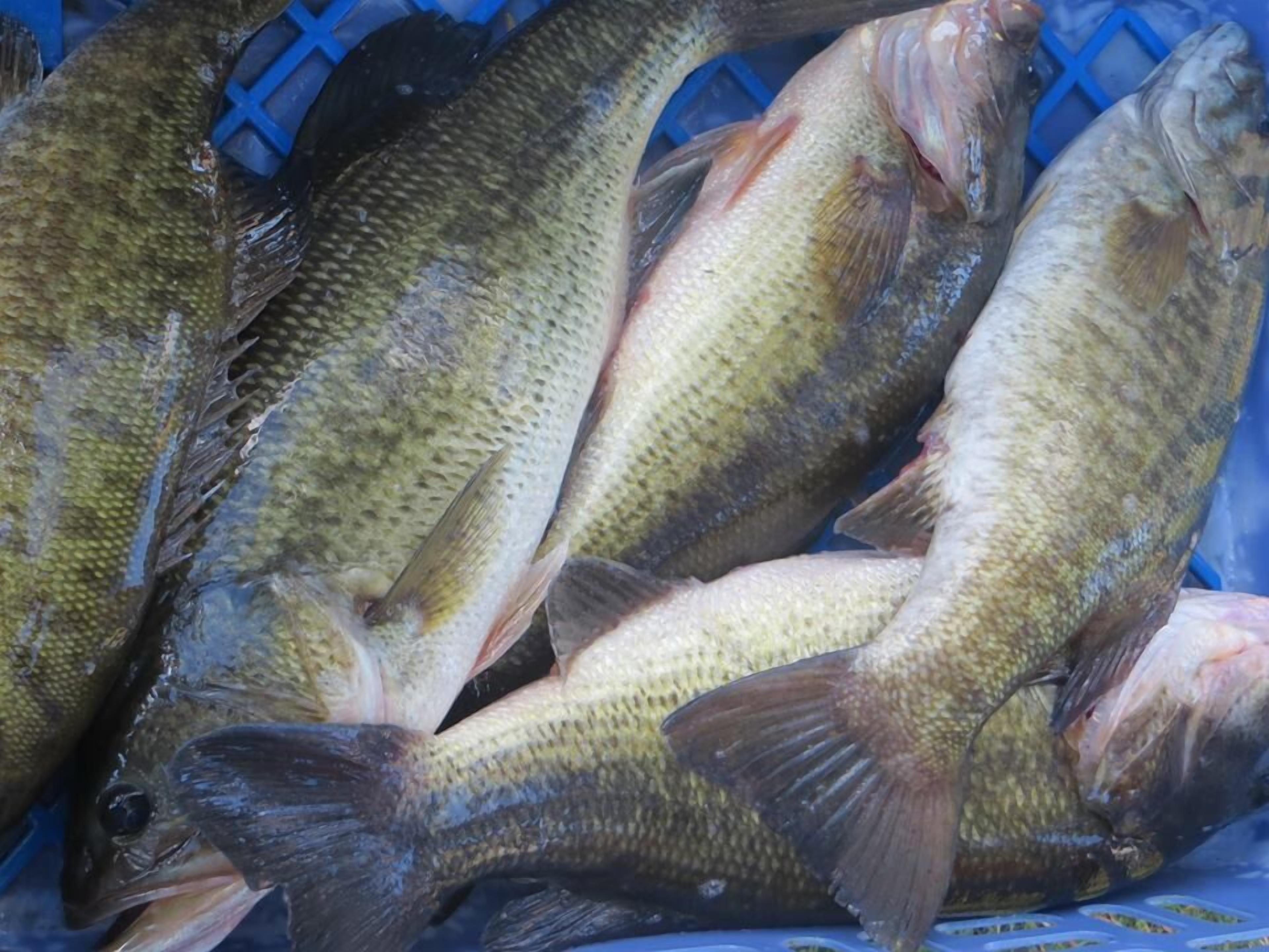 A basket filled with several fish.