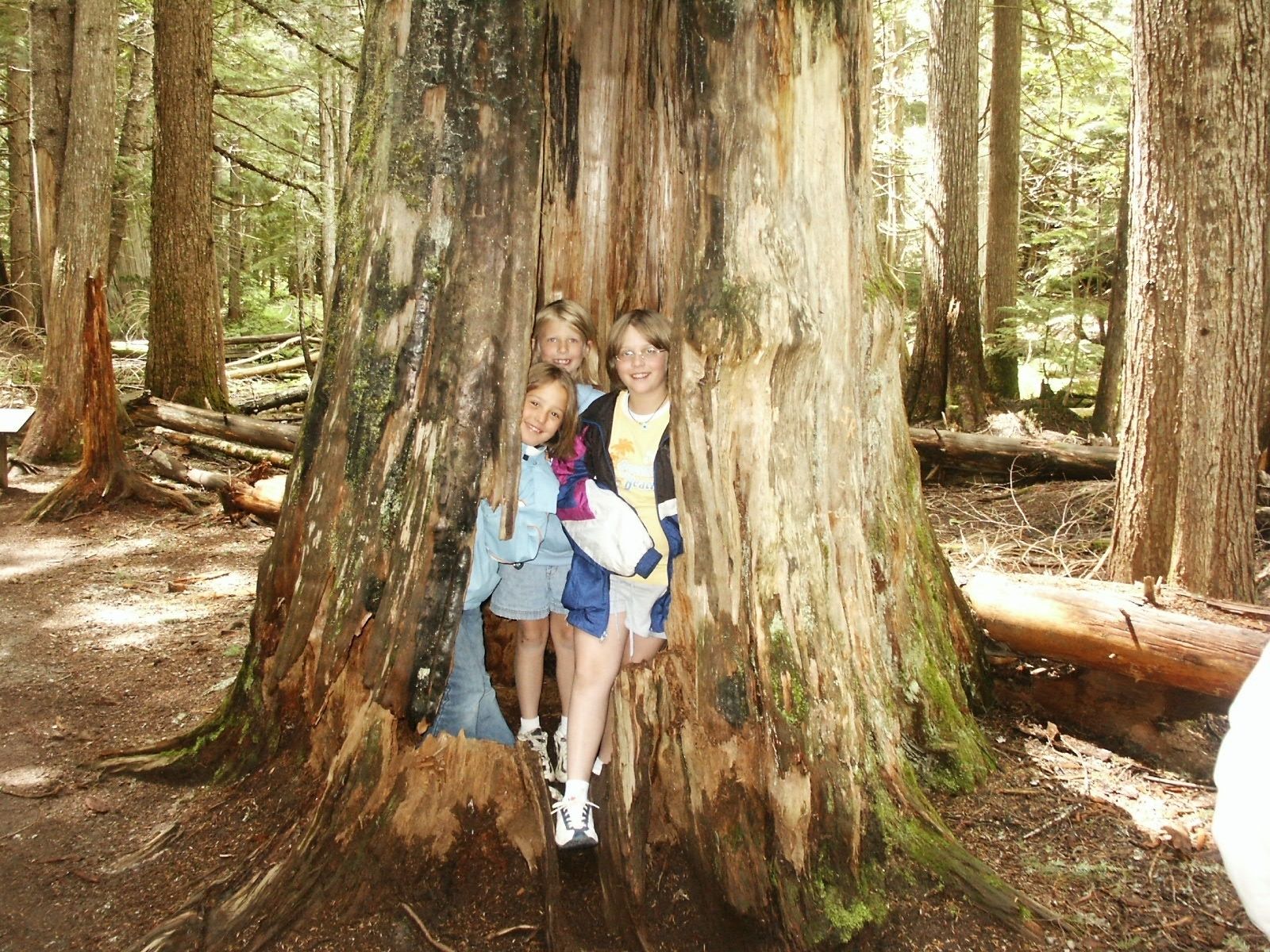 A group of people standing in front of a large tree in a forest.