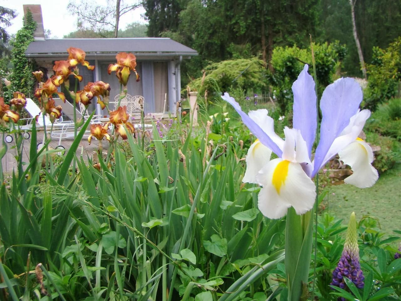 A garden with various flowers, including irises, and a small building in the background.