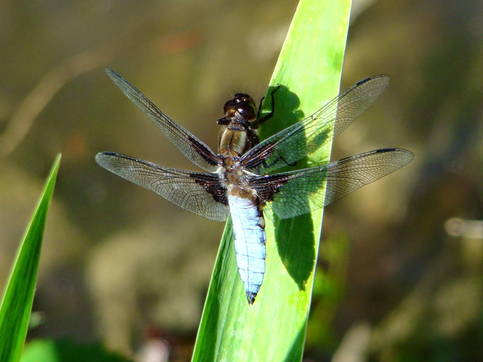 A dragonfly perched on a green leaf.