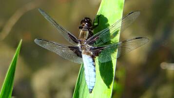 A dragonfly perched on a green leaf.