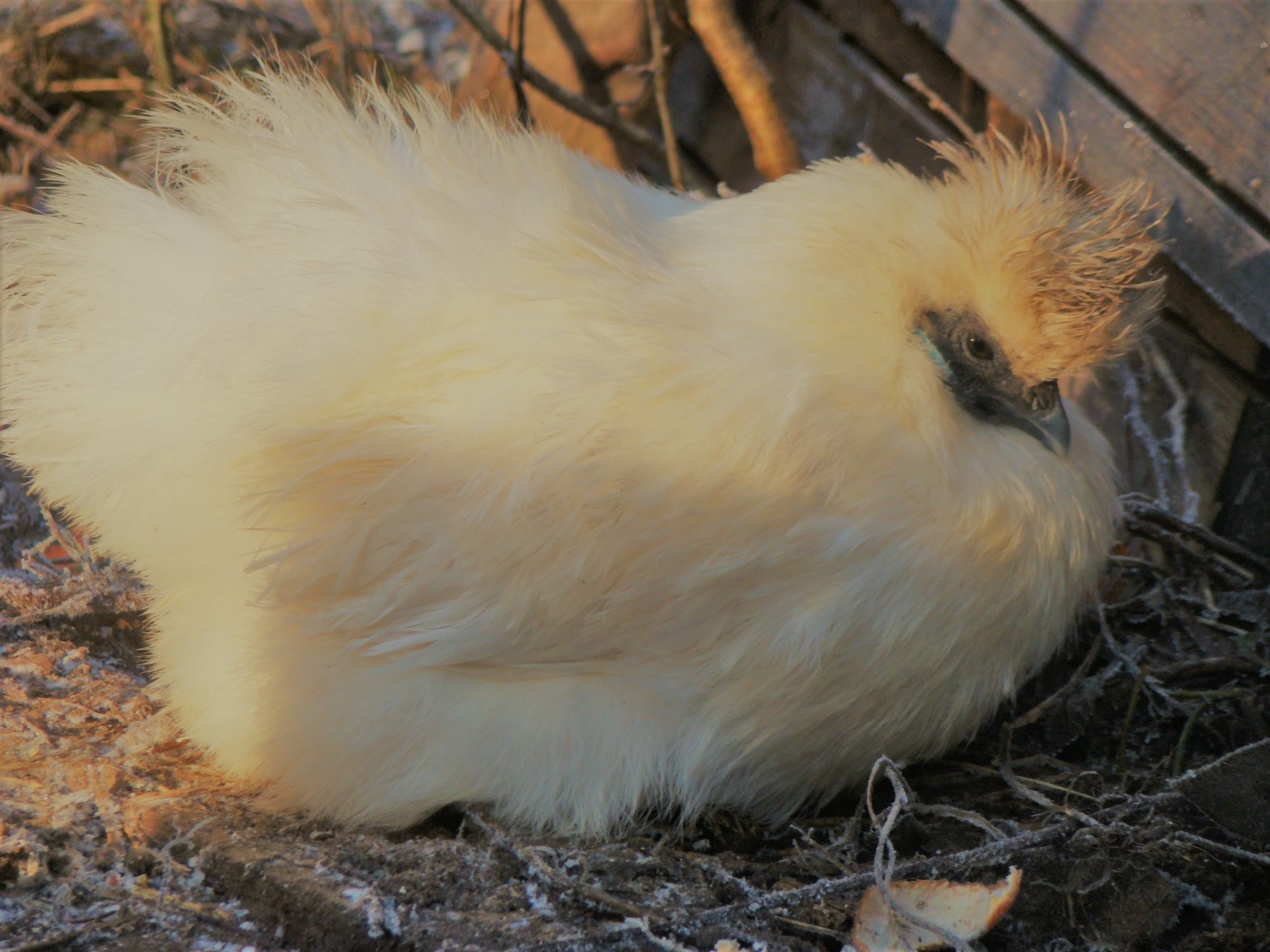 Una gallina blanca y esponjosa parada sobre un nido de ramitas y tierra.