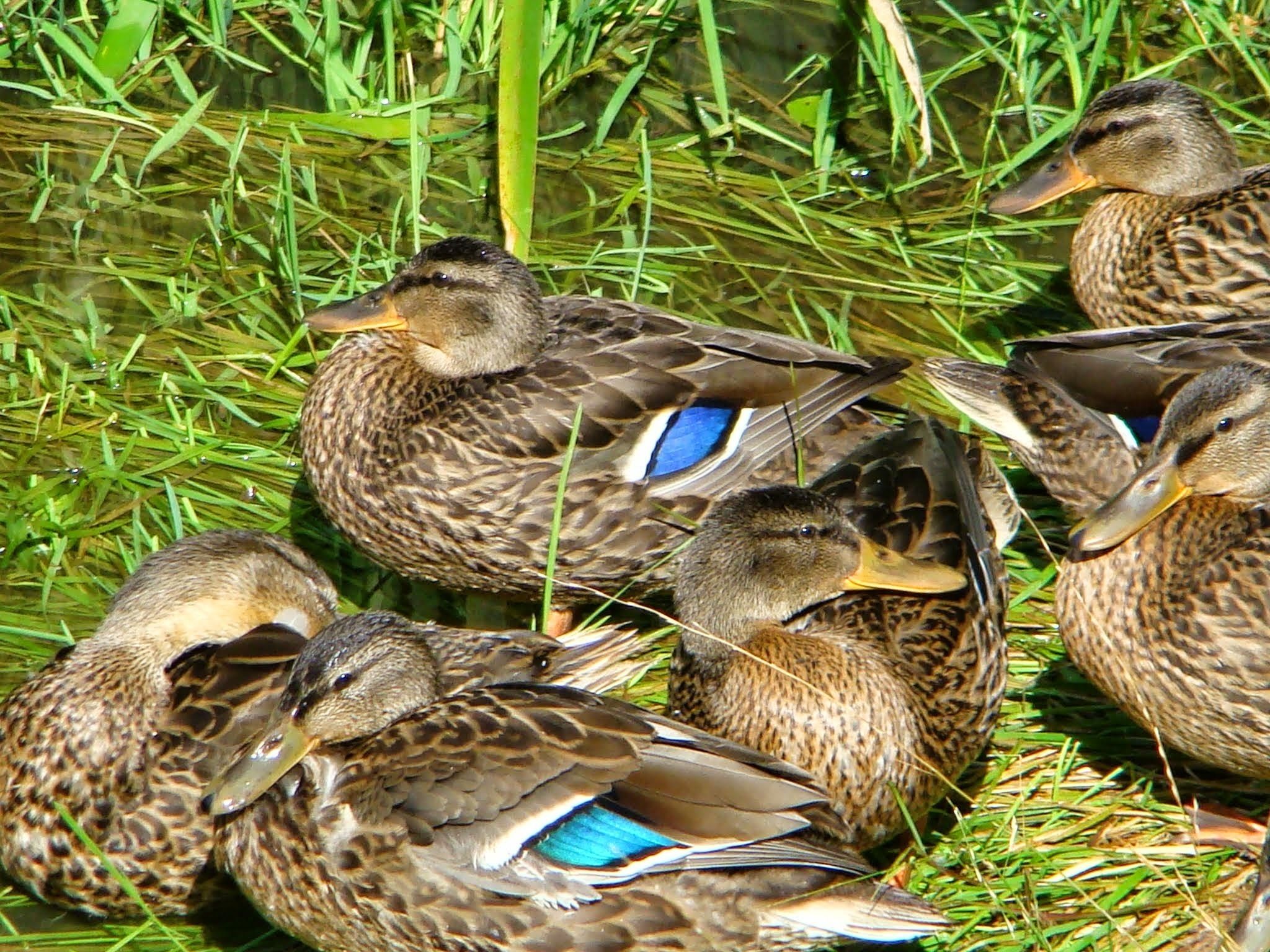 Un grupo de patos descansando en un área con césped.