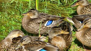 Un grupo de patos descansando en un área con césped.