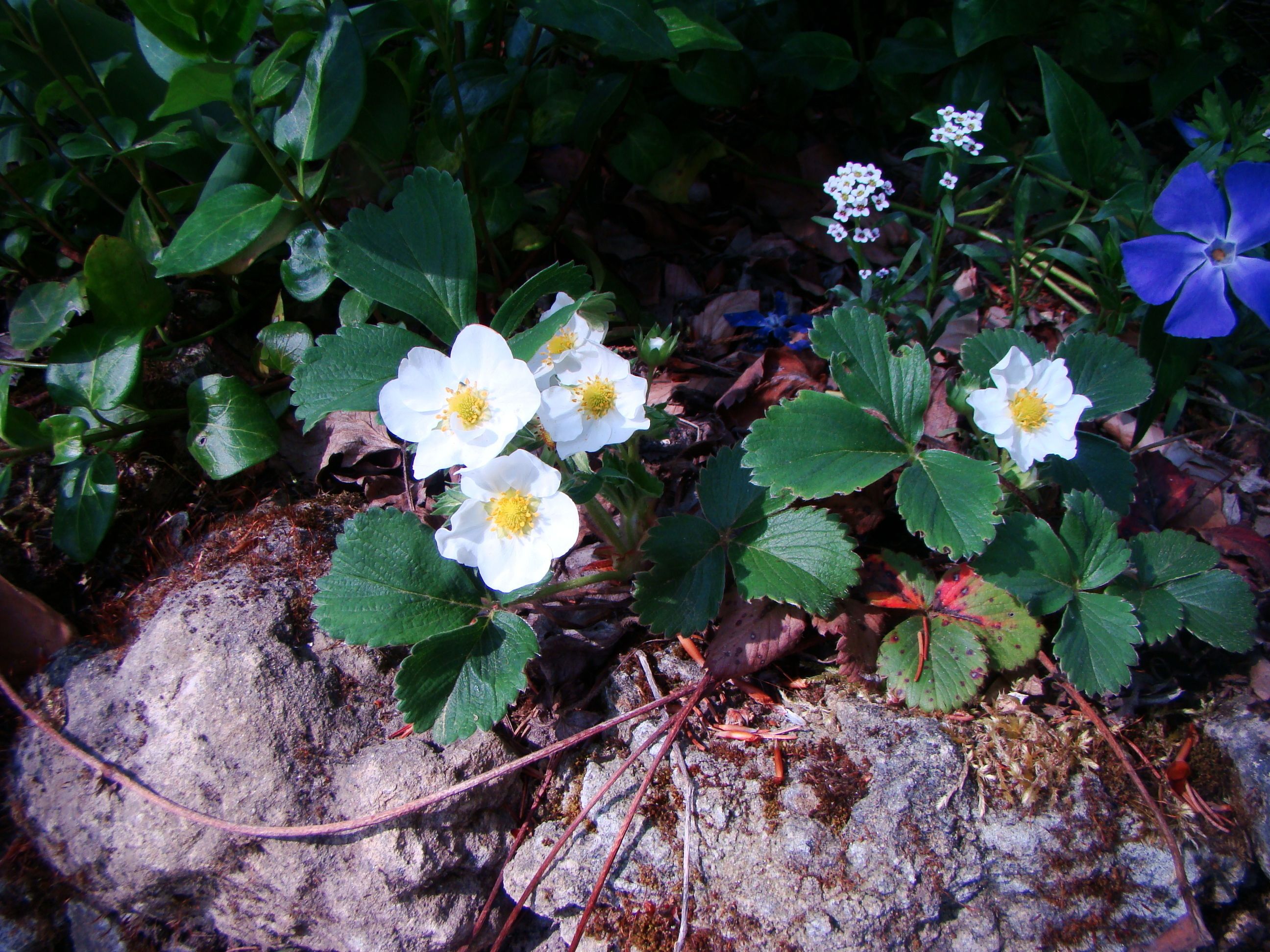 Een natuurlijke omgeving met witte bloemen en groene bladeren.