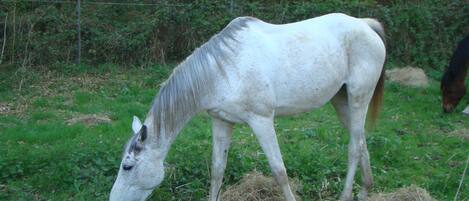 Un cheval blanc broute près d’une clôture dans une zone herbeuse, avec des arbres en arrière-plan.