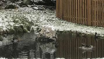 A pond with ducks, surrounded by a wooden fence and trees.