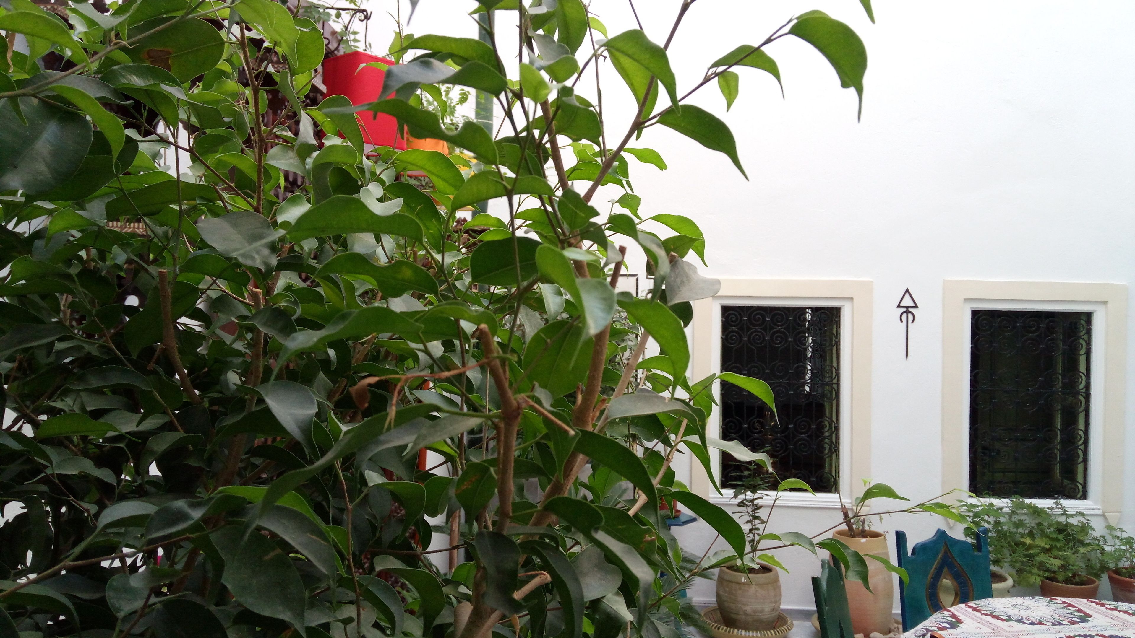 Foto - El Patio Courtyard House