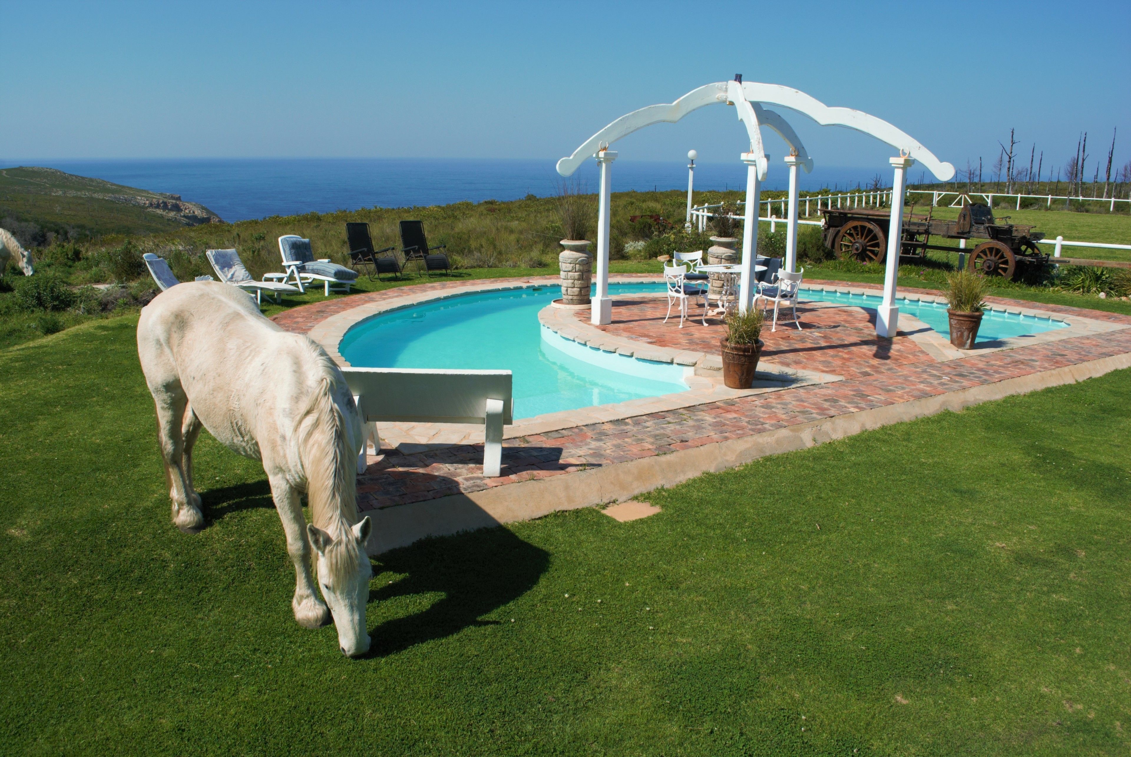 Outdoor pool, sun loungers