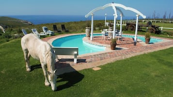 Outdoor pool, sun loungers