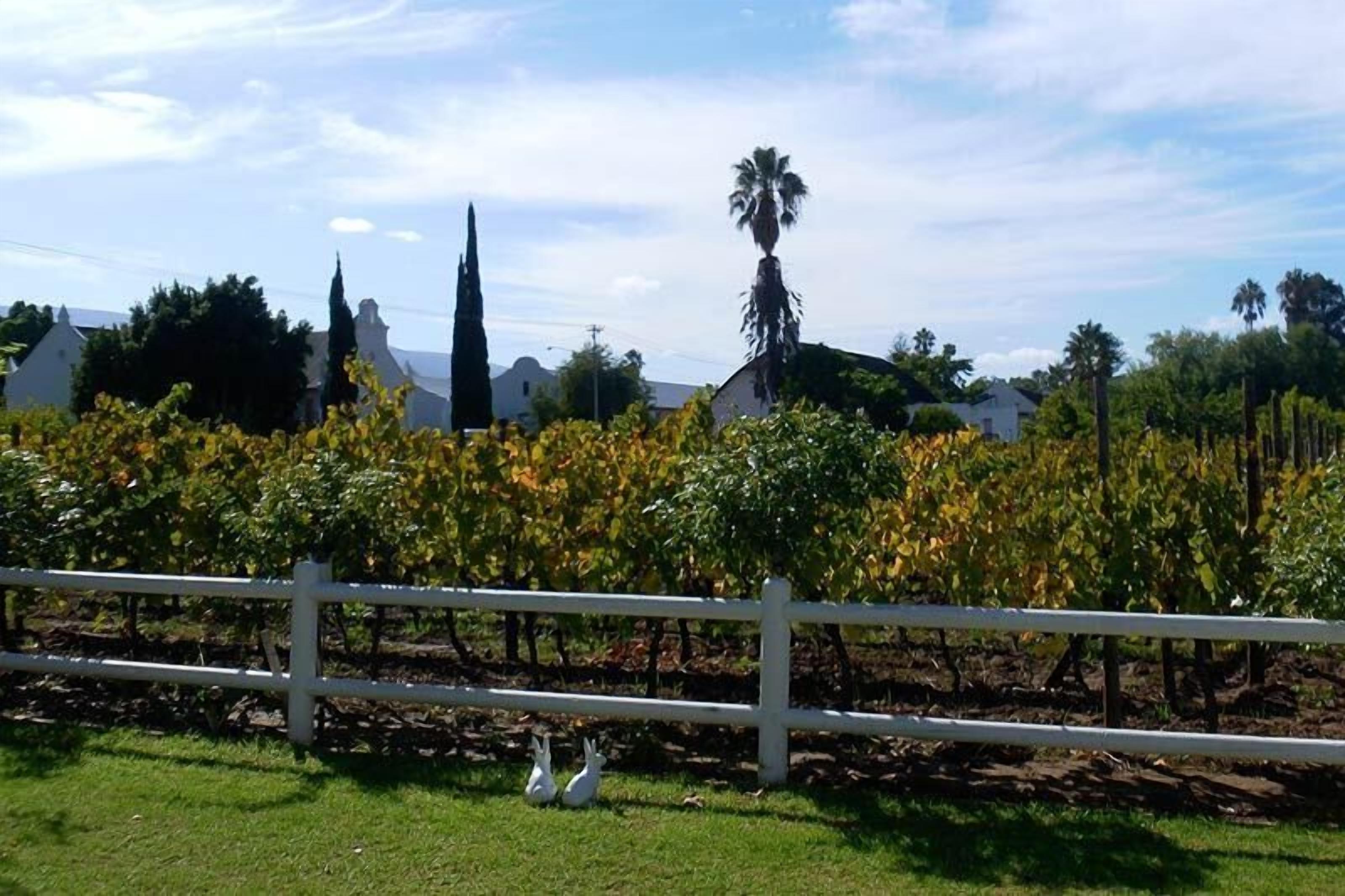 A vineyard with a white fence and two white sheep grazing.