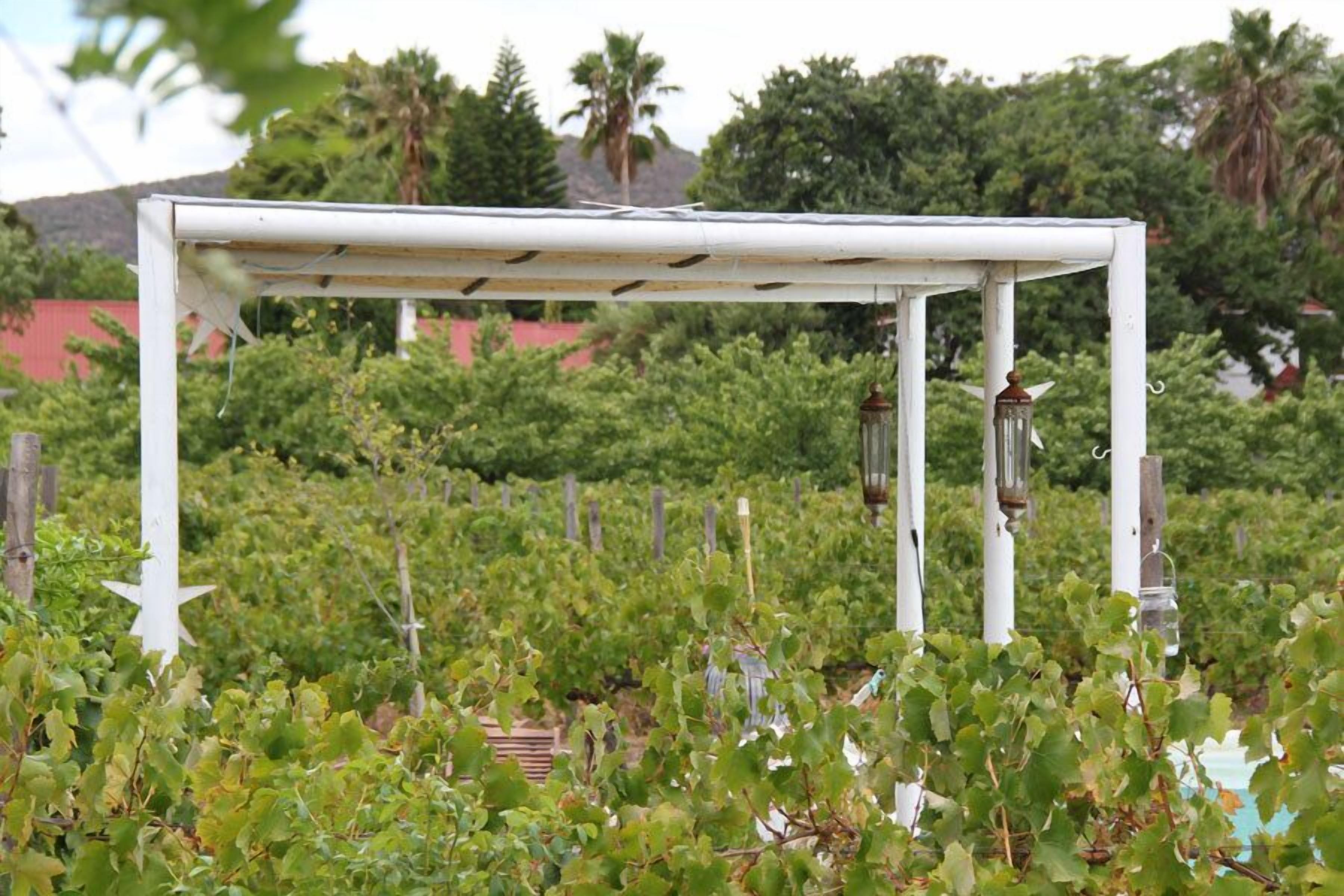 Una estructura de pérgola blanca en un viñedo con hileras de vid.