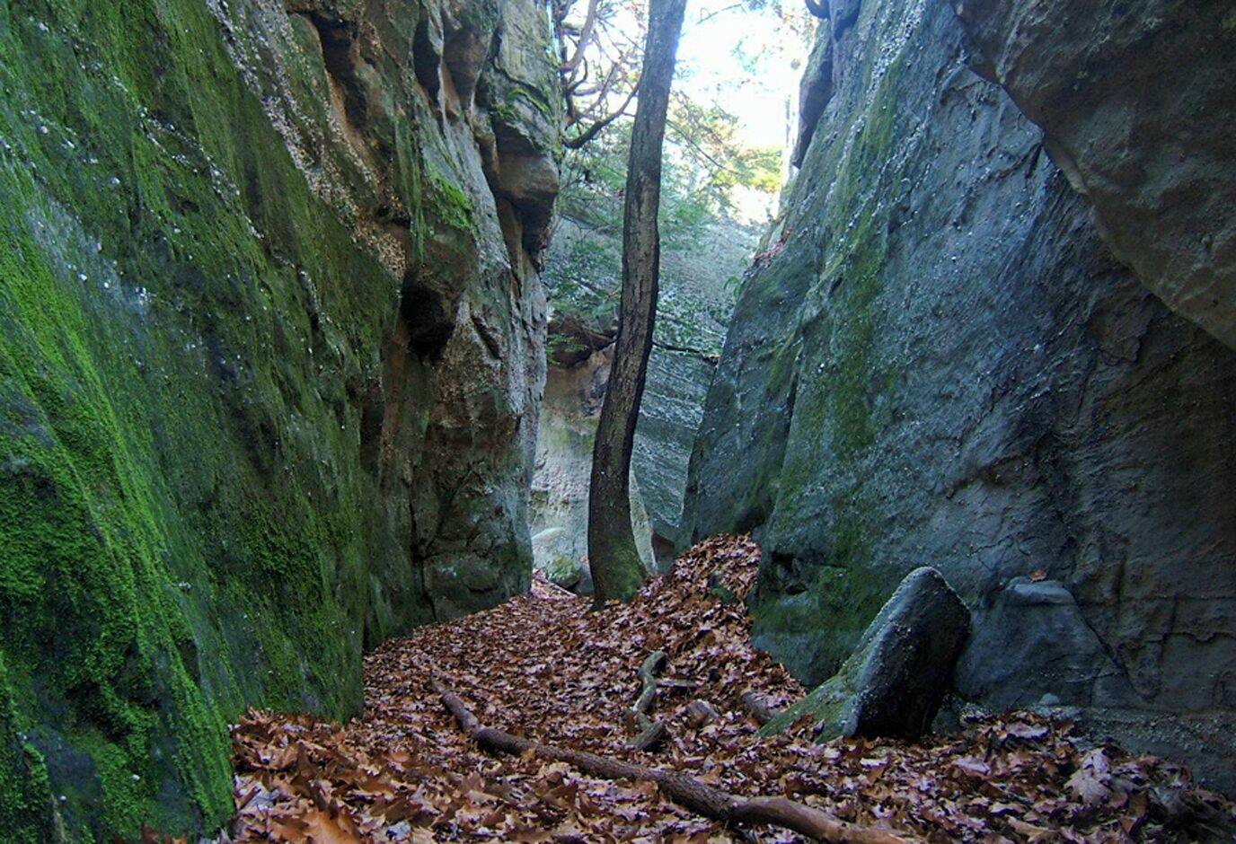 A narrow forest path with moss-covered rocks and fallen leaves.
