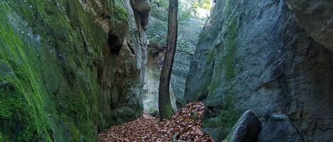 A narrow forest path with moss-covered rocks and fallen leaves.