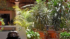 A reception area with a bell, a glass table, and various potted plants. - Hotel San Luis (San Cristóbal de las Casas)