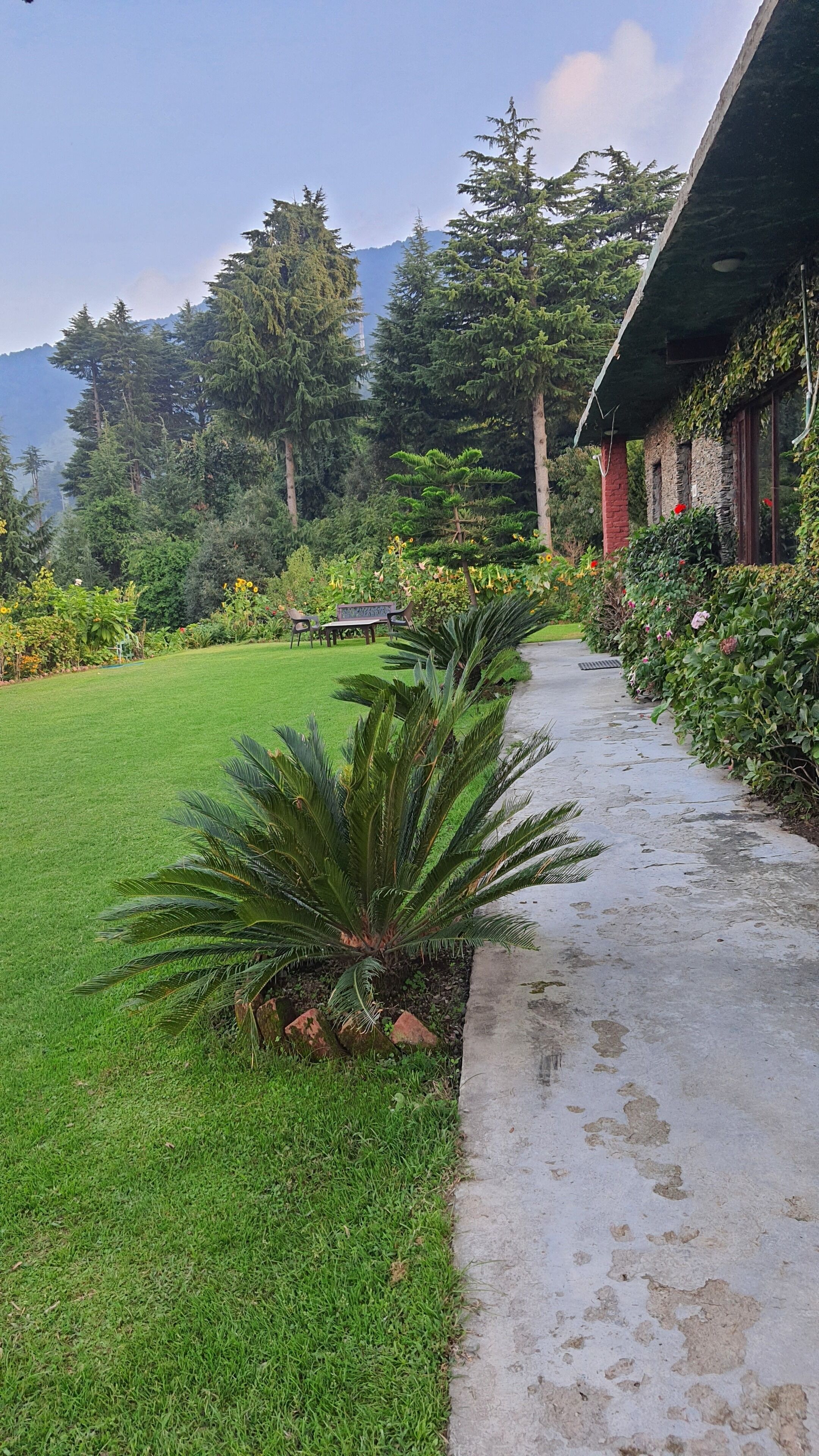 A pathway leading to a building surrounded by lush greenery and trees.