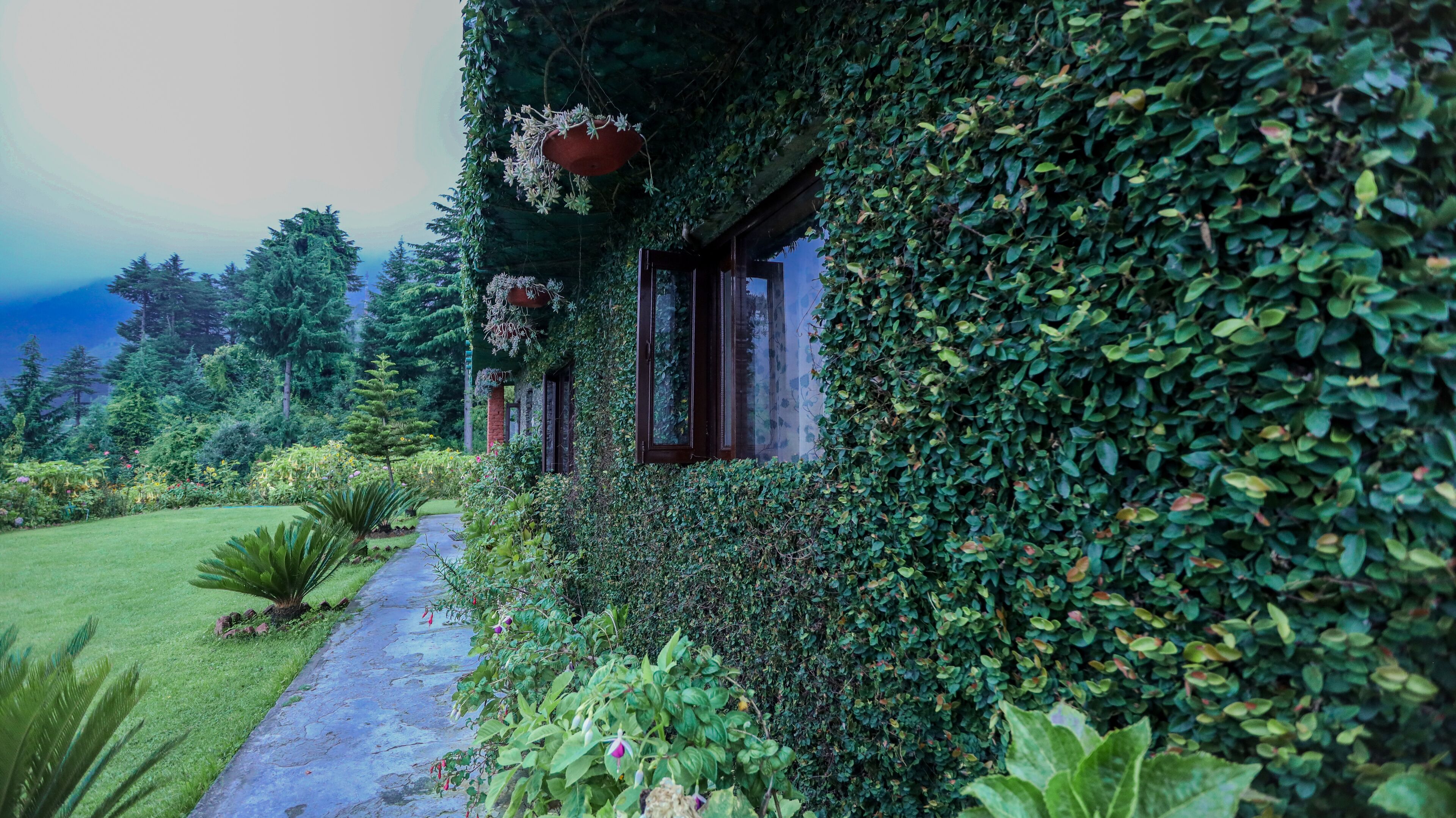 A house covered in dense green foliage, with a visible window and a pathway leading to the entrance.