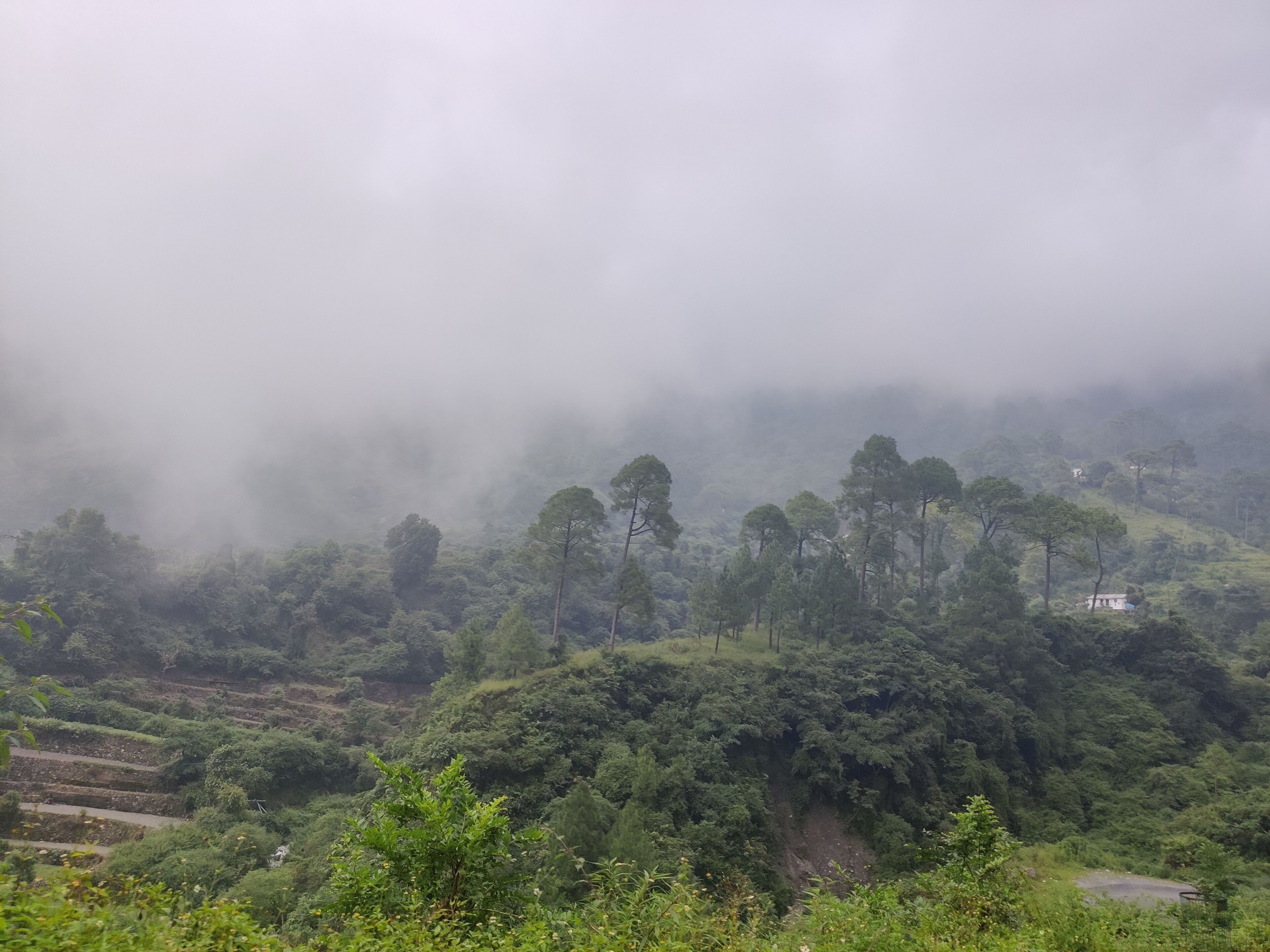 A hilly landscape with dense forest and a road winding through it.