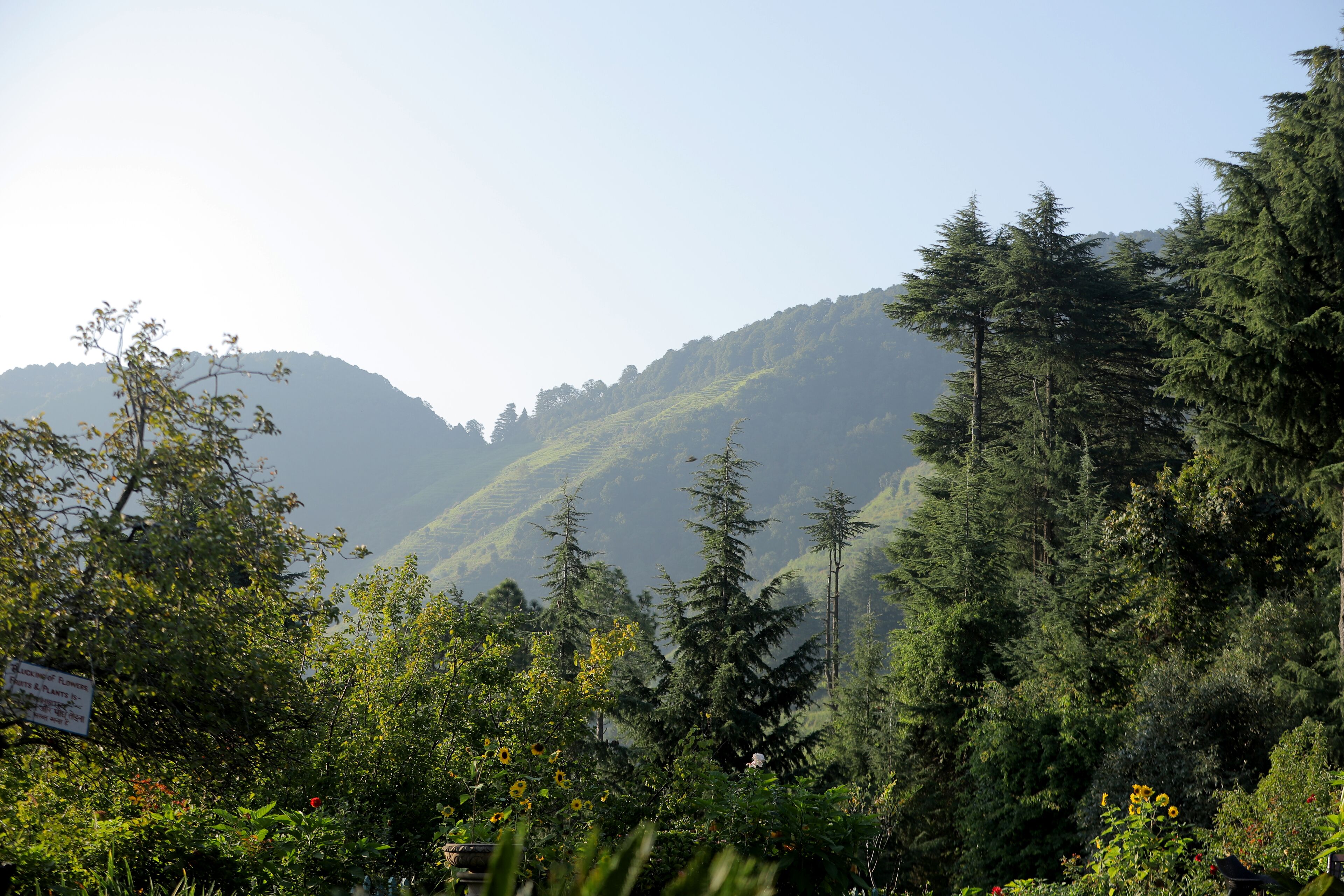 Paesaggio montuoso con fitta foresta e cielo sereno.