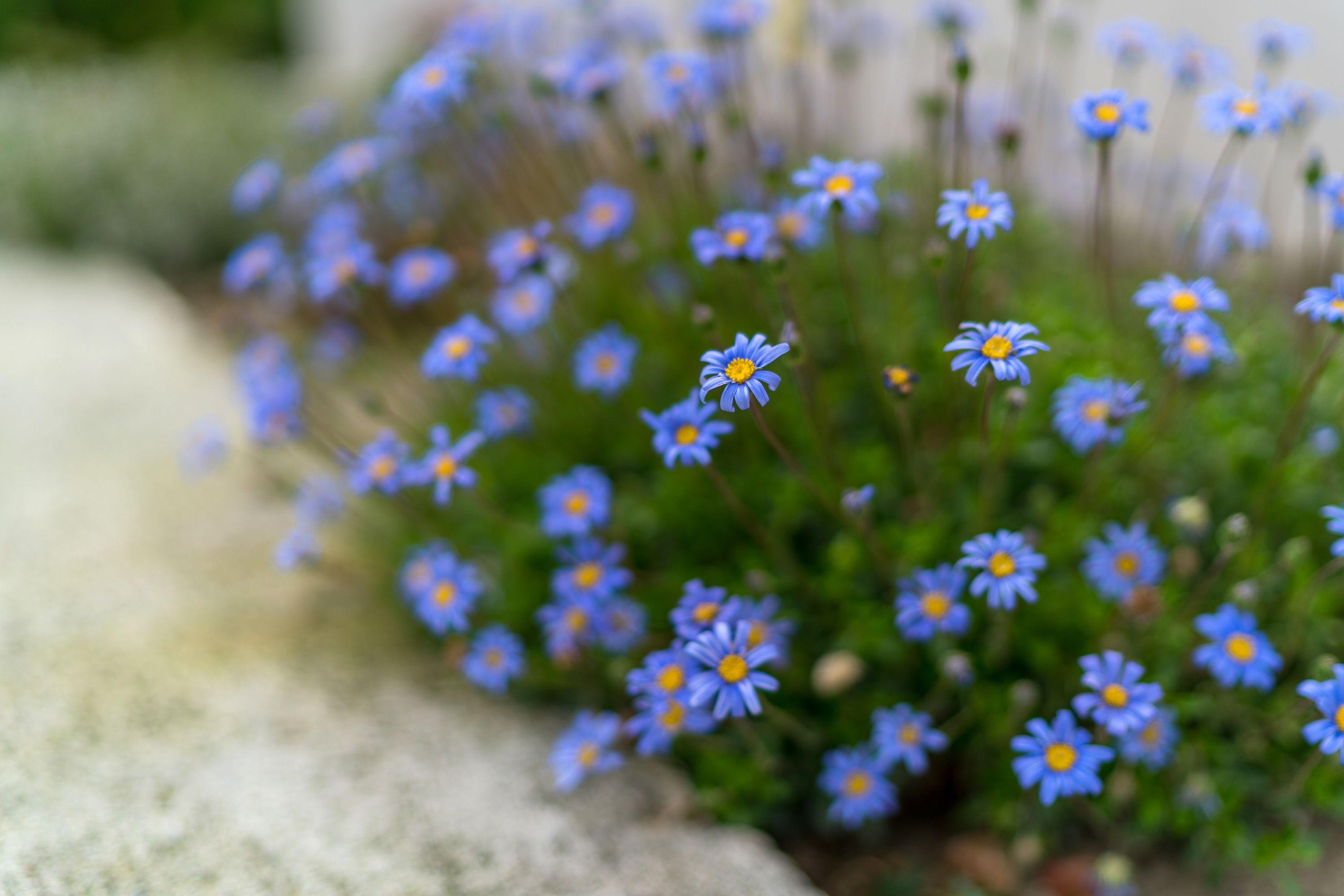 A cluster of small blue flowers with yellow centers, likely a garden or landscaped area.