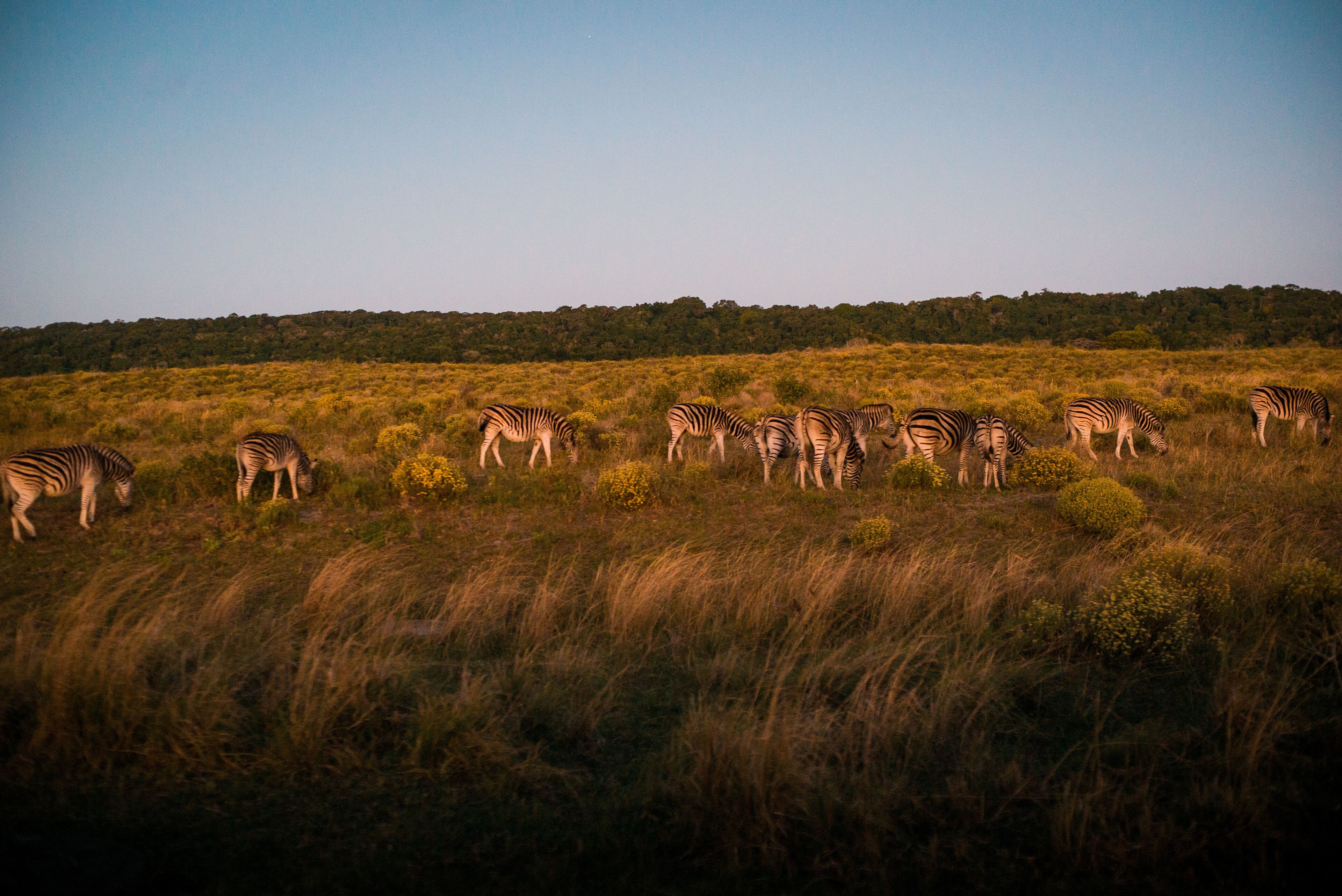 Safari
