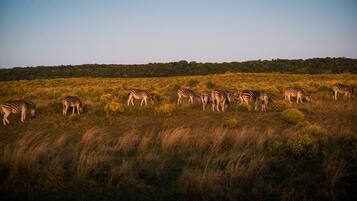 Safari