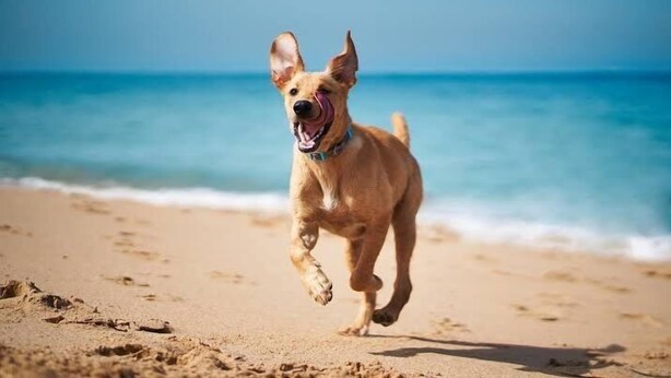 Un perro corriendo en una playa arenosa con el océano al fondo.