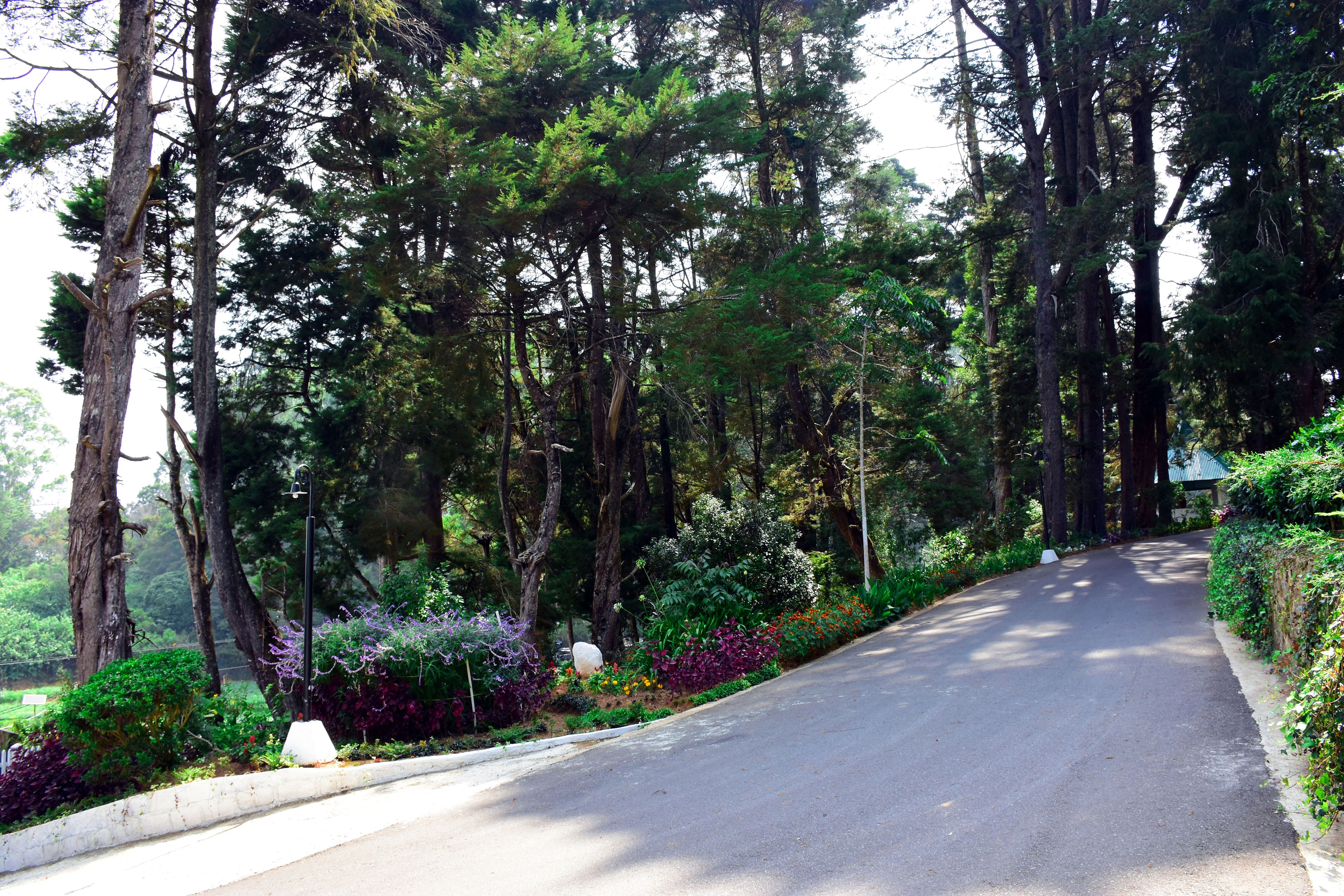 A road flanked by tall trees and lush greenery.