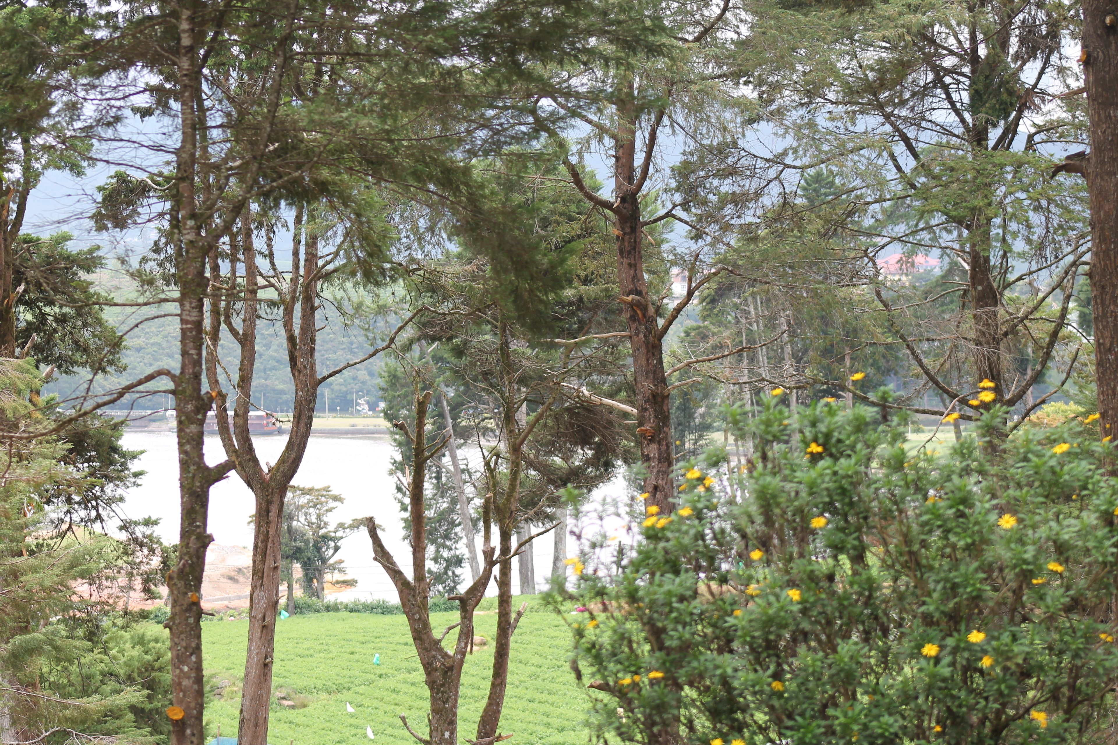 A view of a natural landscape with trees and a body of water in the background.