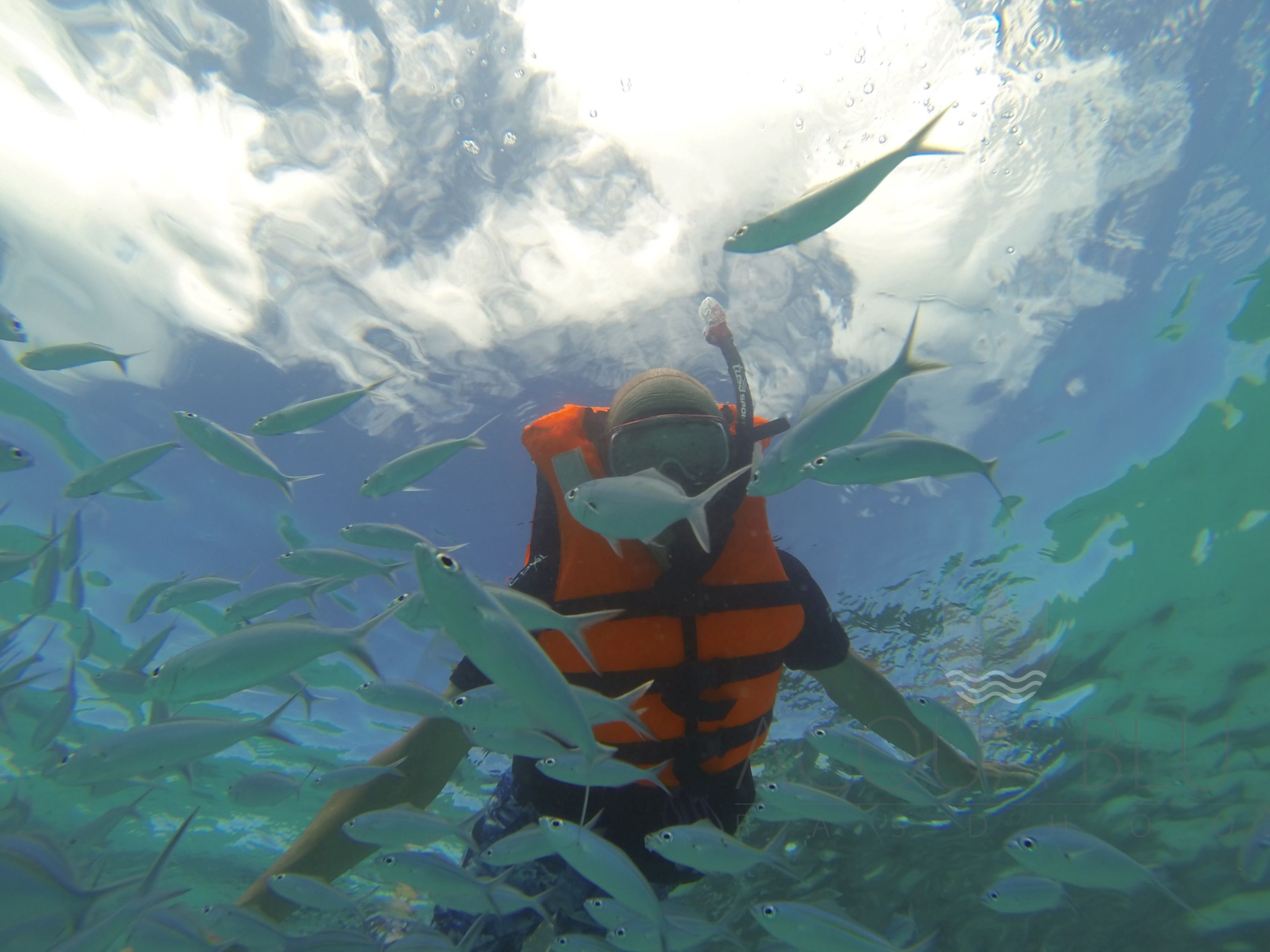 A diver in an orange wetsuit surrounded by fish in a clear blue water environment.