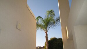 A narrow corridor with a palm tree and a white wall. - B&B Elisir (Gela)