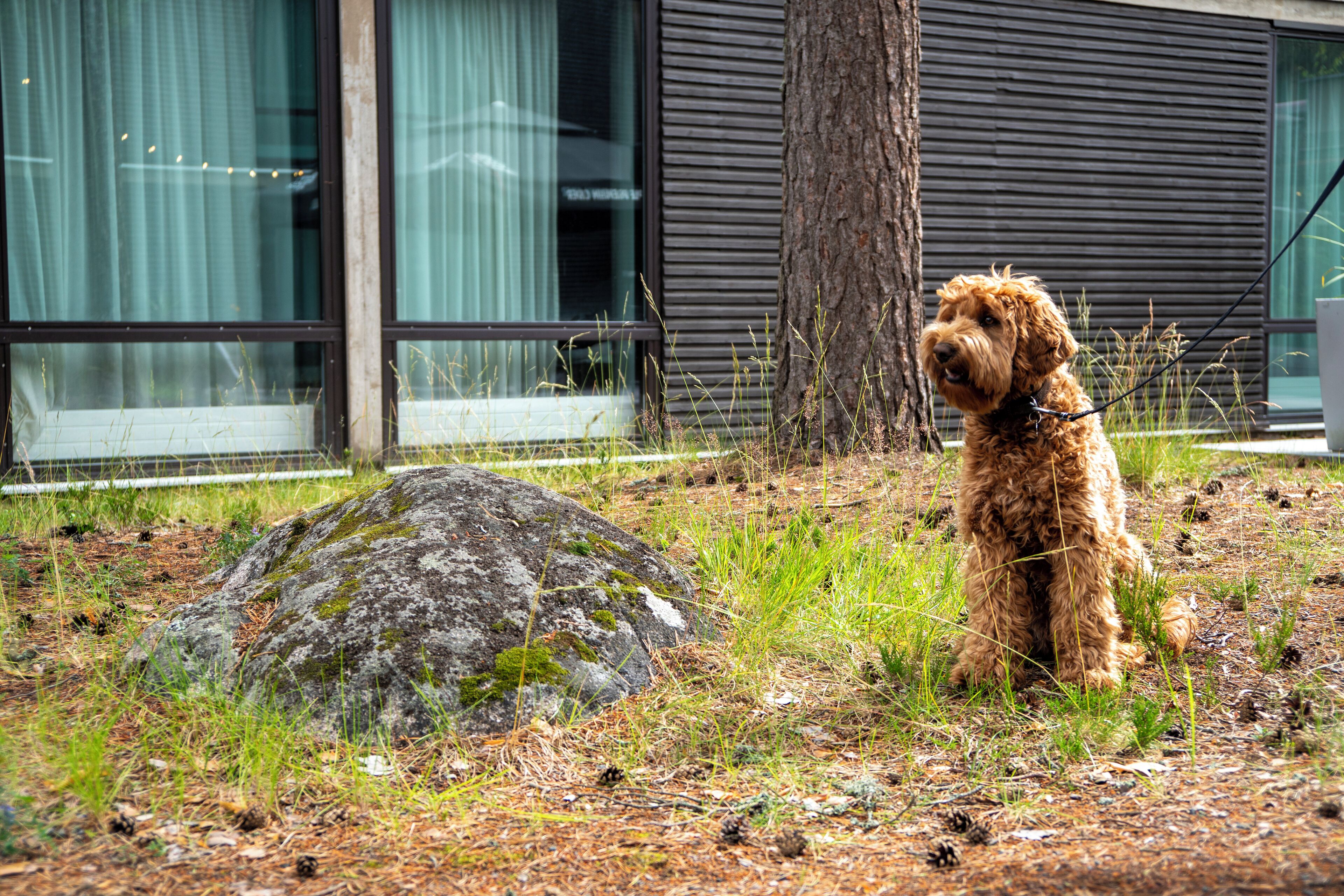 A dog sitting on grass in front of a building with large windows and a tree.