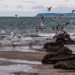 Beach nearby, white sand