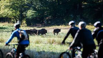 Un grupo de personas en bicicleta en un campo con árboles al fondo.