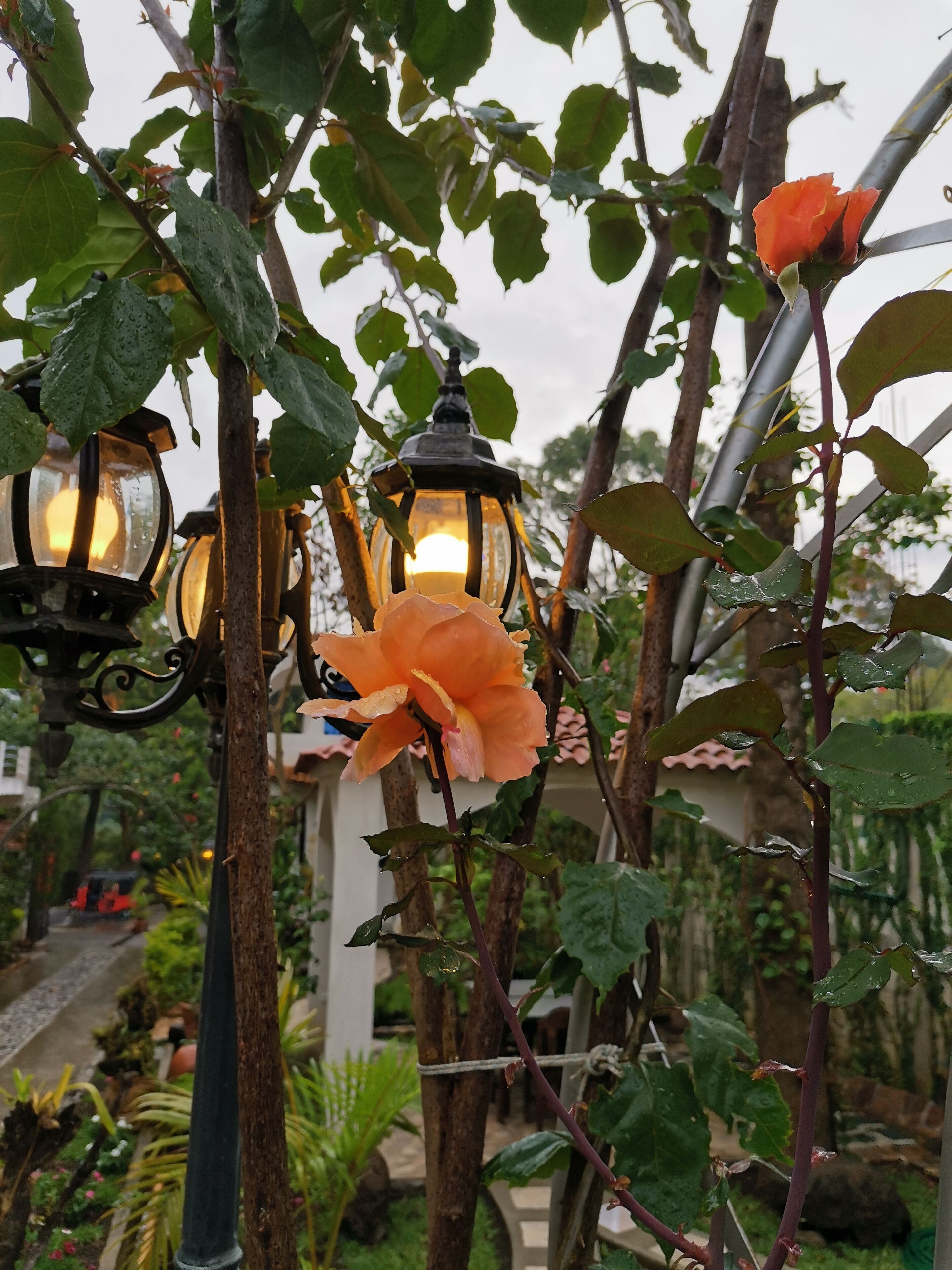 Un jardín con una rosa trepadora, un farol y una celosía.
