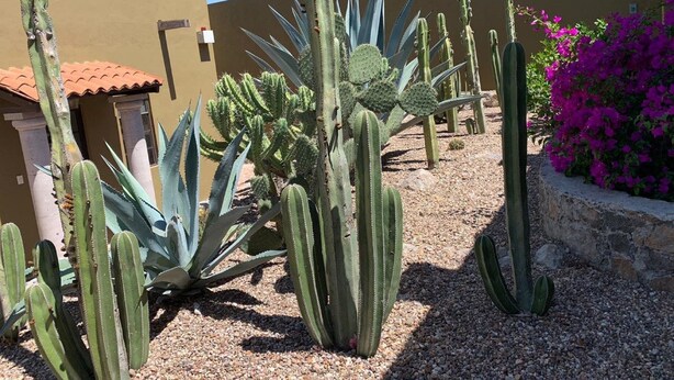 A desert garden with various cacti and bougainvillea plants. - Casa Tulipan (San Miguel de Allende)
