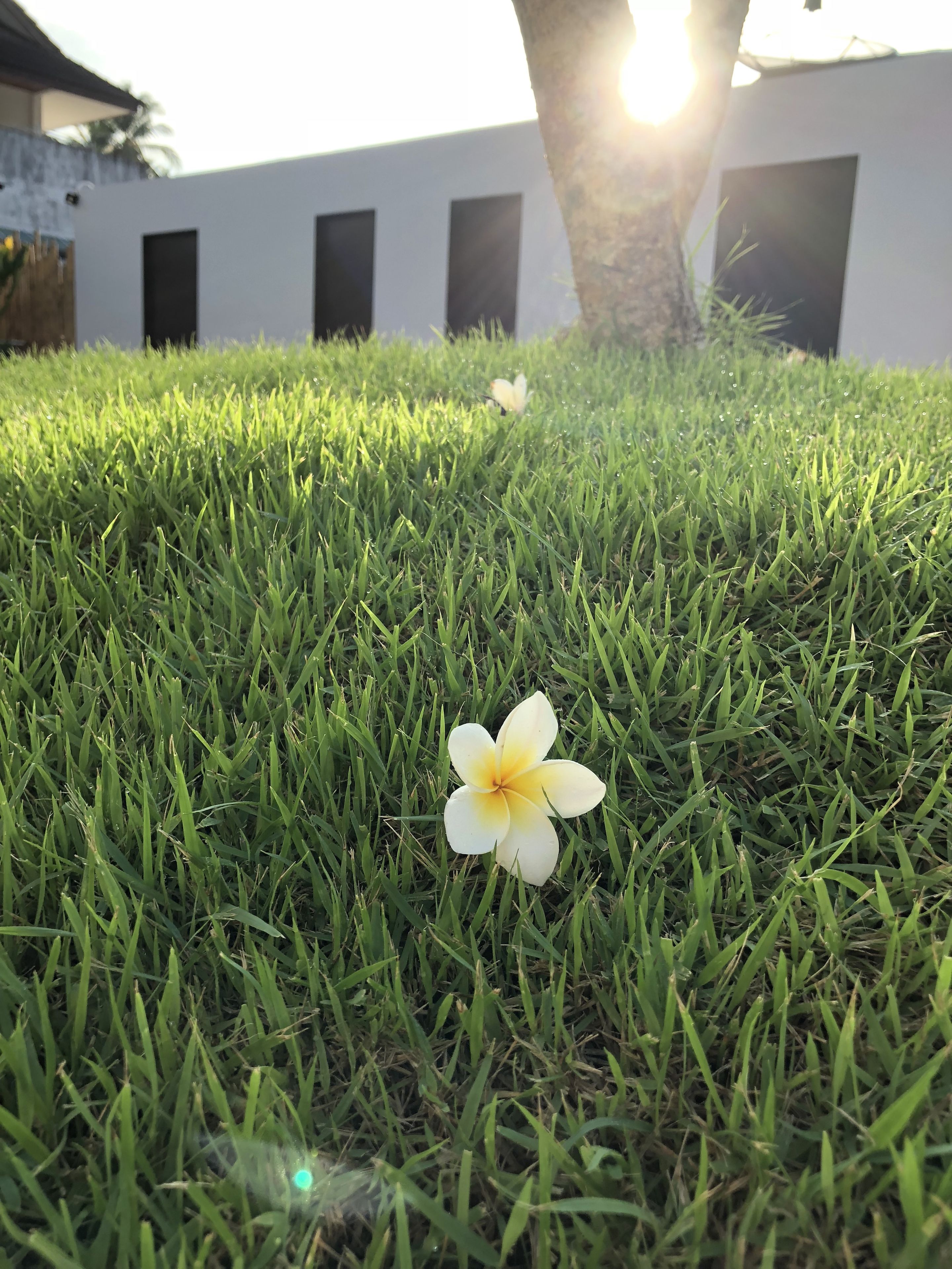 A single white flower on green grass with a building and a tree in the background.