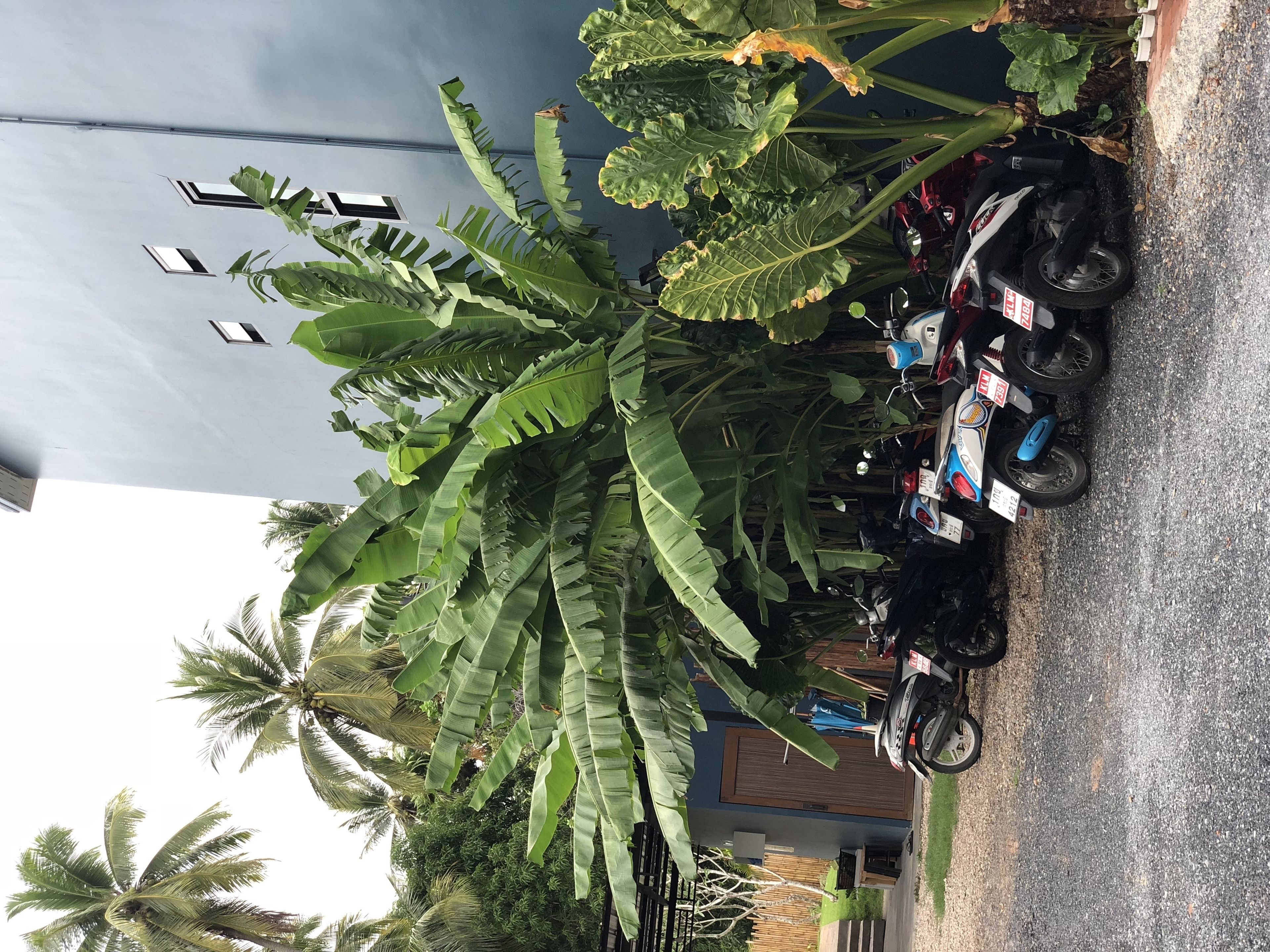 A parking area with several motorcycles and a large banana plant.
