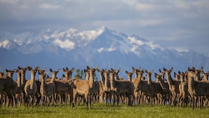 A herd of deer in a grassy field with a mountain range in the background.
