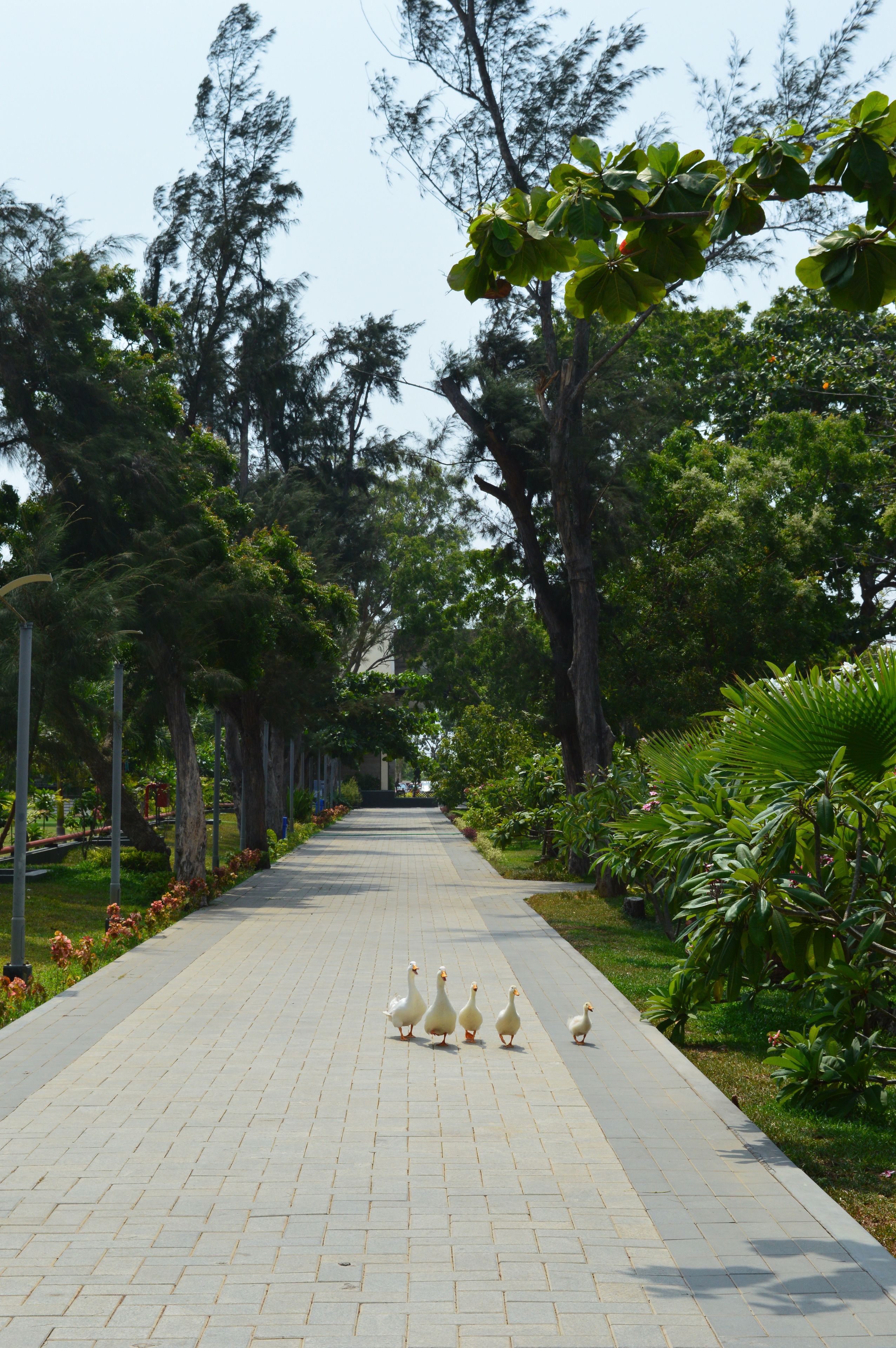 A paved pathway lined with trees and plants.