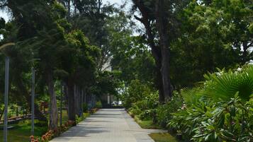 A paved pathway lined with trees and plants.